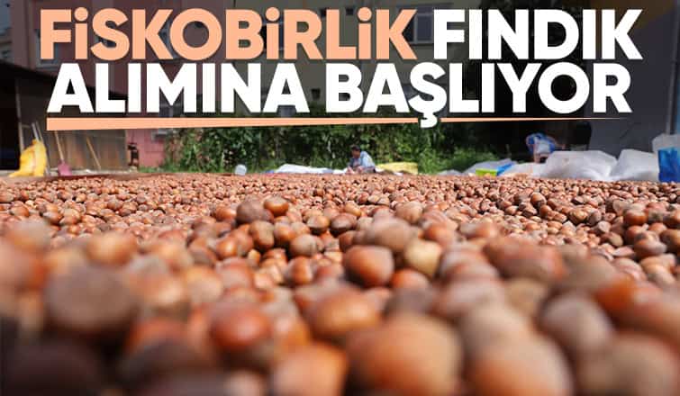 fiskobirlik-findik-alimina-basliyoryxm3l1zqck