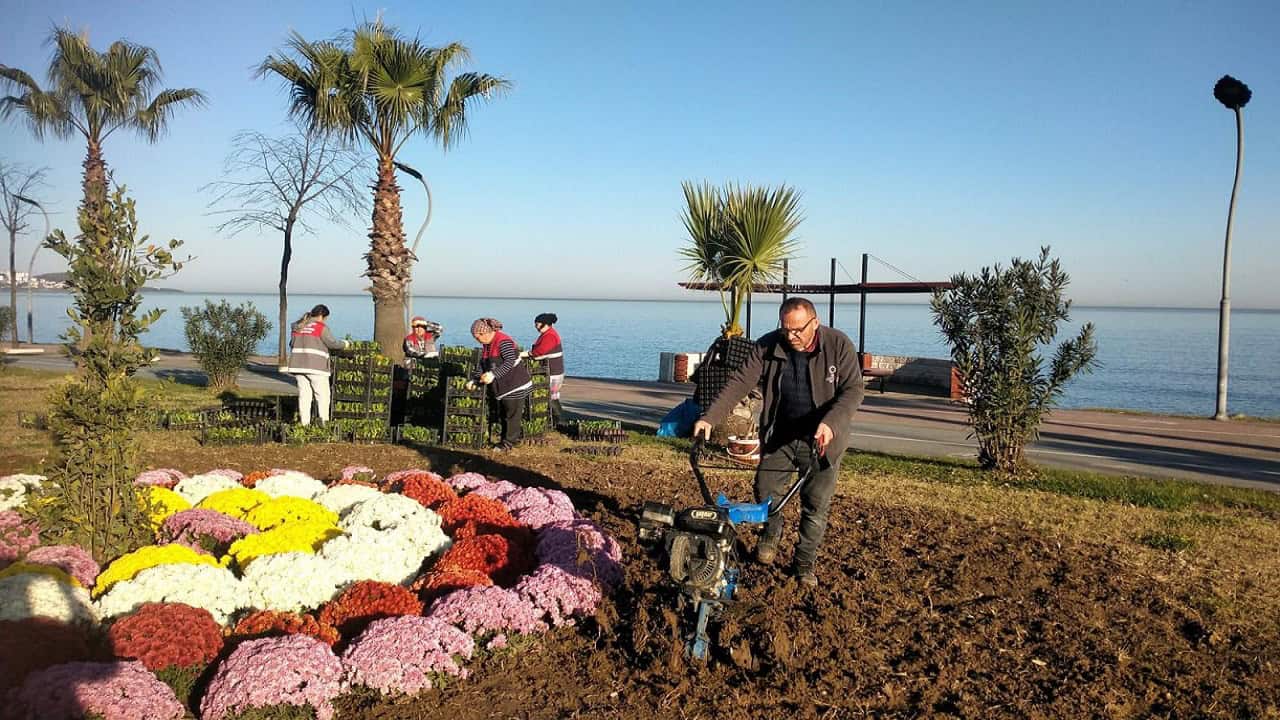 Ordu, Kış Çiçekleri İle Süsleniyor