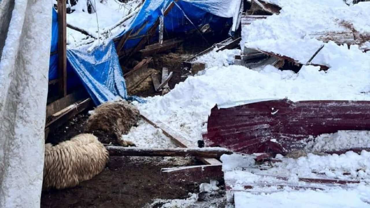 Aybastı'da Kar Yağışı Felaketi: Çöken Ağılda 5 Koyun Telef Oldu