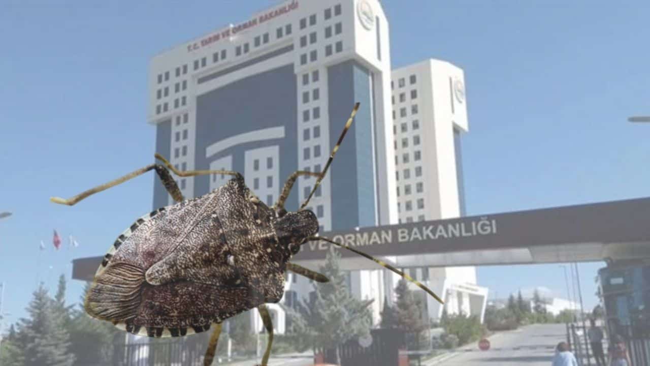 Kokarcaya Karşı Büyük Mücadele Başladı