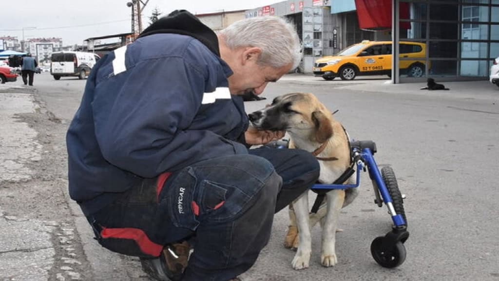 Tamir Ustası Köpeğini 4 Tekerlekli Yürüteçle Hayata Döndürdü