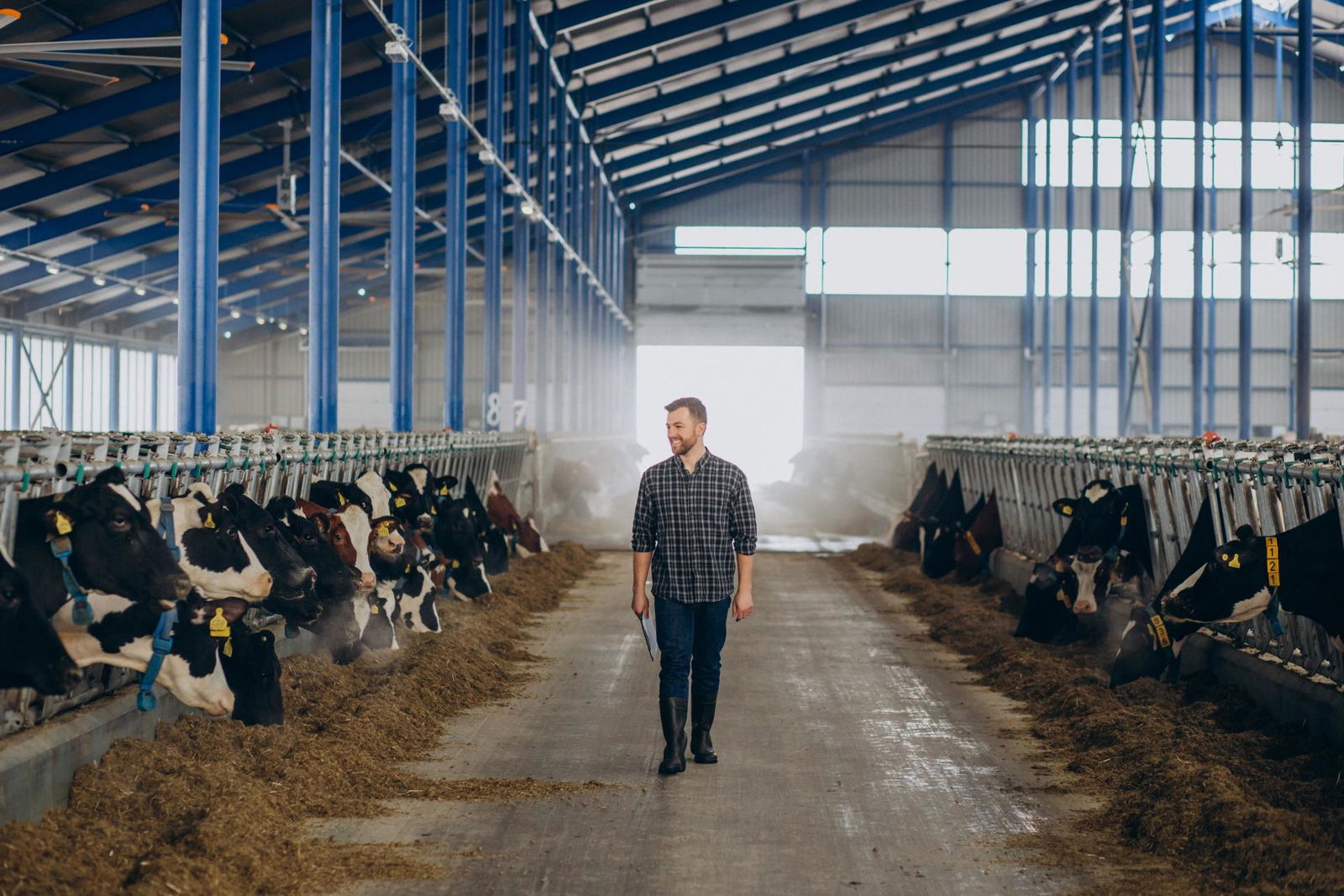 farmer-cowshed-looking-after-cows